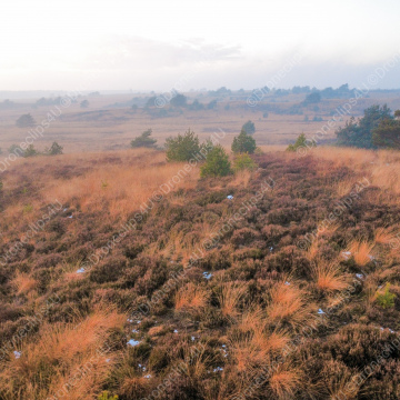 Heidelandschaft im Veluwe Fotolizenz